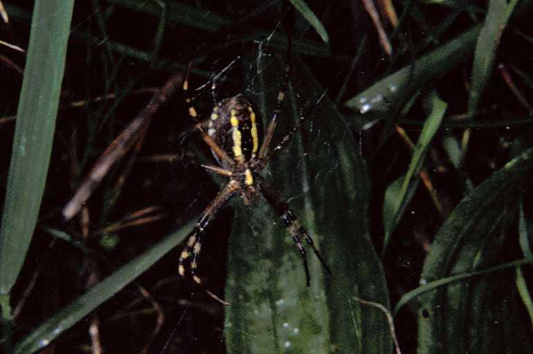 Argiope_bruennichi_P1102_Z_75_Les Gris_Frankrijk.jpg